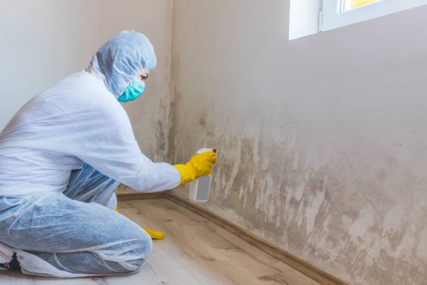 Licensed Mold Testing service in Lowell, MA - WQB Mold Removal